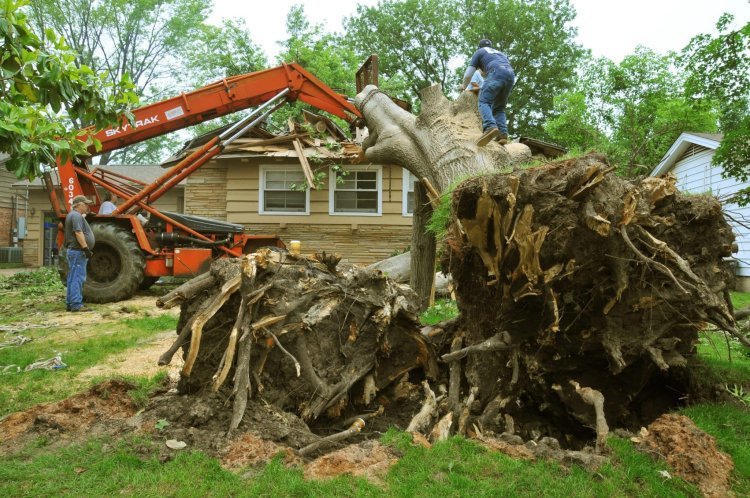 Best Affordable Tree Service Houston Offers for Your Yard
