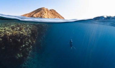 Diving With Sharks Phuket