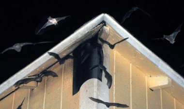 Bats in Chimneys and Attics in Residential Homes