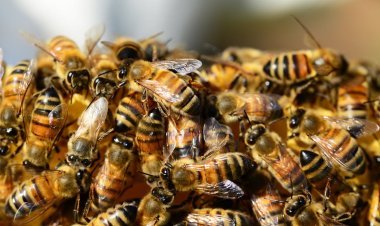 Why You Should Never Kill Bees: The Importance of Safe Bee Removal