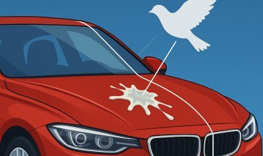 Bird Droppings: A Hidden Threat to Your Car's Paint