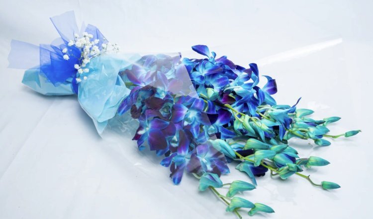 Buy Fresh Blue Orchids Online from Living Flowers – Fast Delivery!