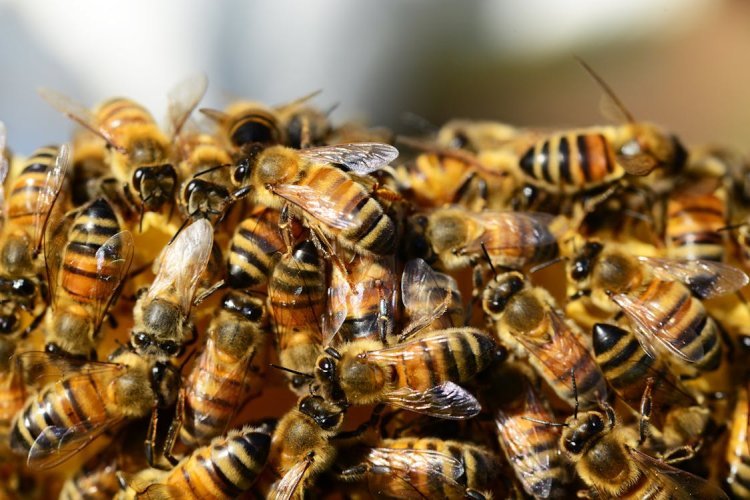 Why You Should Never Kill Bees: The Importance of Safe Bee Removal
