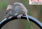 The Hidden Biological Threats Masked by Rapid Real Estate Staging