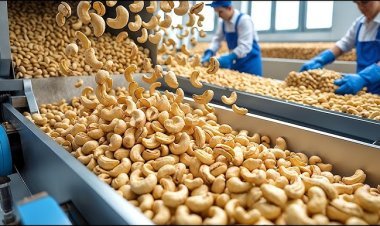 Cashew Nut Processing Plant DPR - 2026: Setup Cost, Machinery and Profit Potential