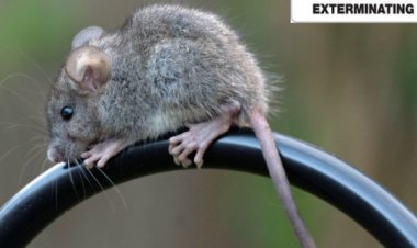 The Hidden Biological Threats Masked by Rapid Real Estate Staging