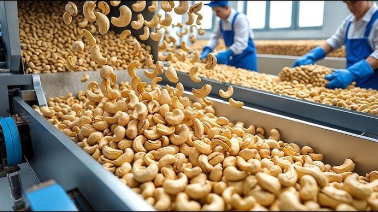 Cashew Nut Processing Plant DPR - 2026: Setup Cost, Machinery and Profit Potential