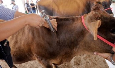 Europe Foot and Mouth Disease Vaccine Market Size Hits USD 105.3 Million in 2025: Growth Trends & Forecast