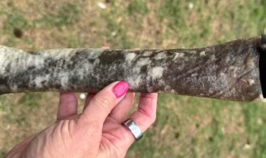 Is Natural Rawhide Bad for Dogs? What Every Dog Owner Should Know