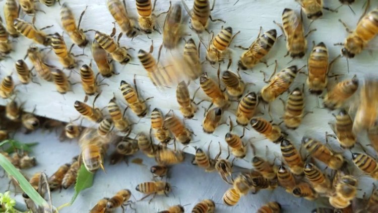 How to Redirect Bees From Fruit Trees Without Pesticides