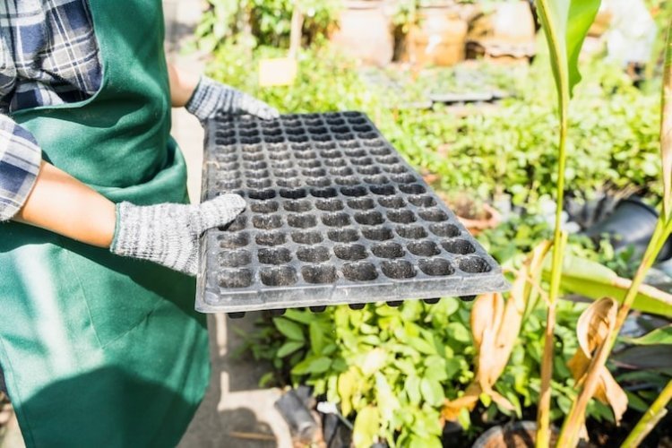 Step by Step: Planning a Garden That Grows With Your Budget