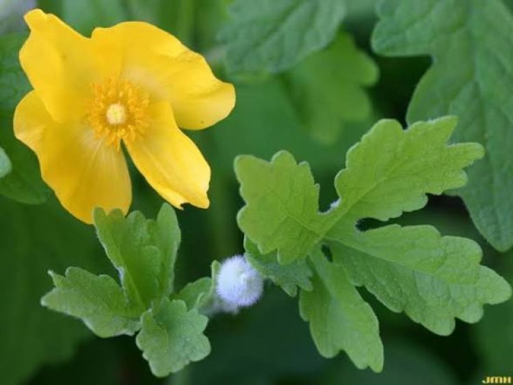 Celandine Benefits in Traditional Medicines - HealthPally