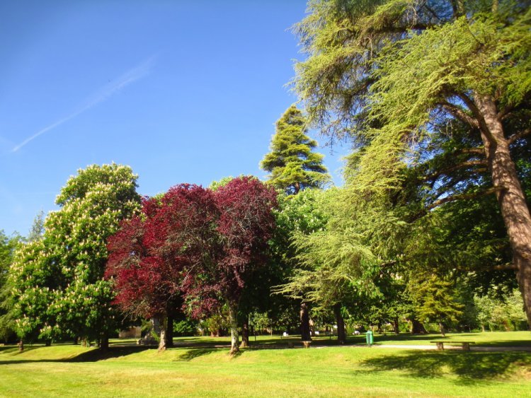 How to Pair Evergreen and Deciduous Trees for a Year-Round Landscape in Chicago